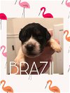 Brazil Puppy