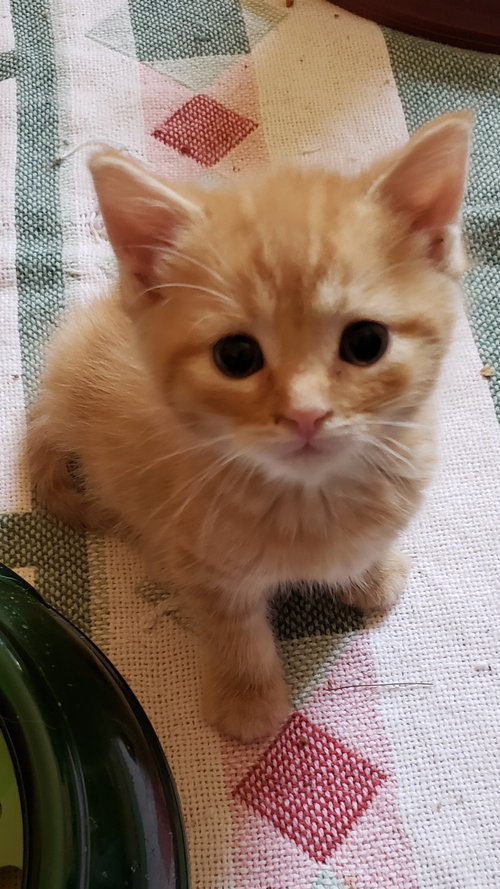 Chip