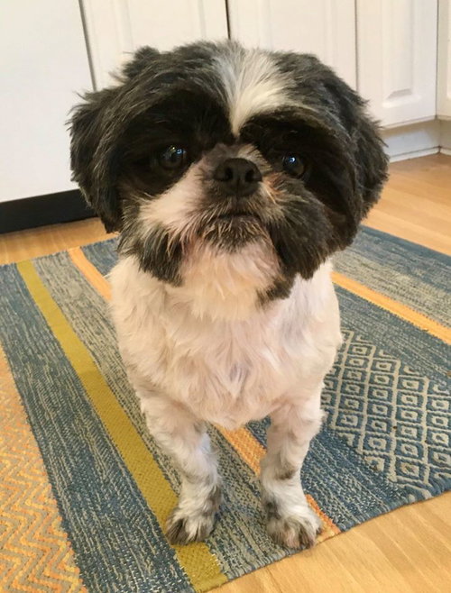 Cooper