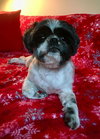Cooper