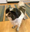 Cooper