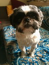 Cooper