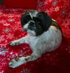 Cooper