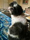 Cooper