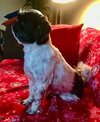 Cooper