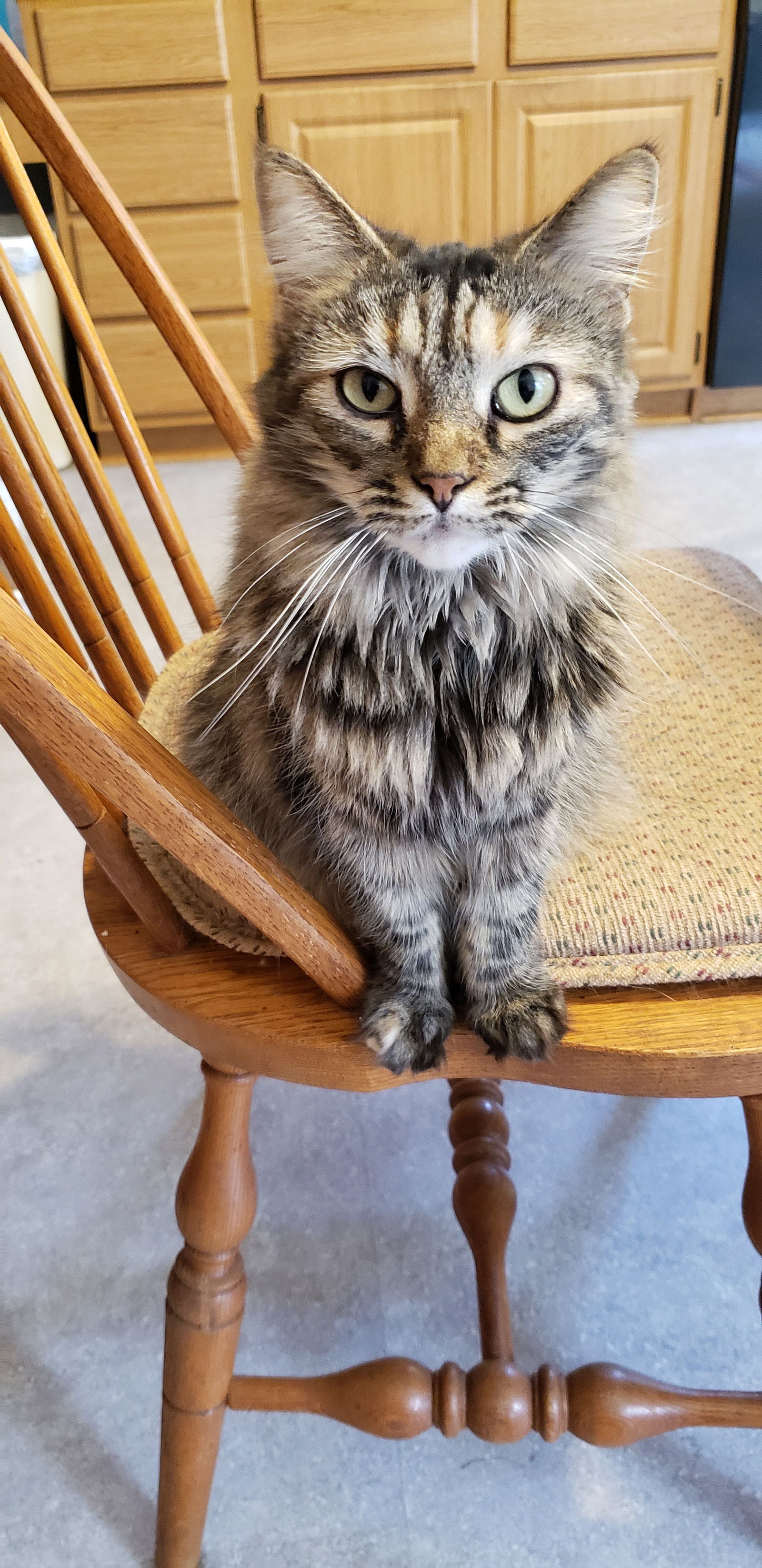 adoptable Cat in Westminster, MD named Chelsey