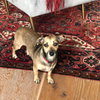 Twyla