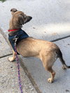 Twyla