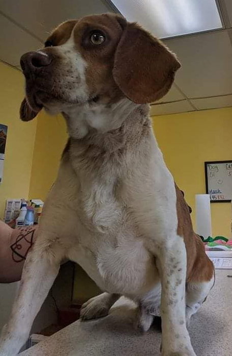 Cooper