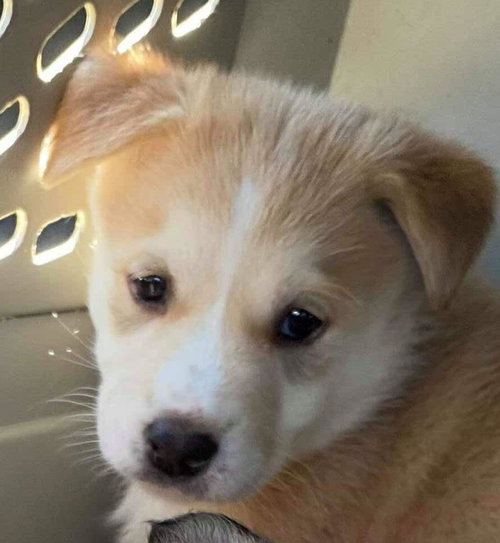 Aspen Puppy