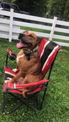 Pete Terrier