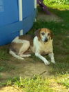 Duke