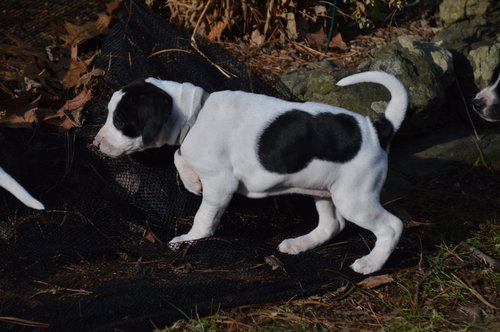 Cowbelle Puppy