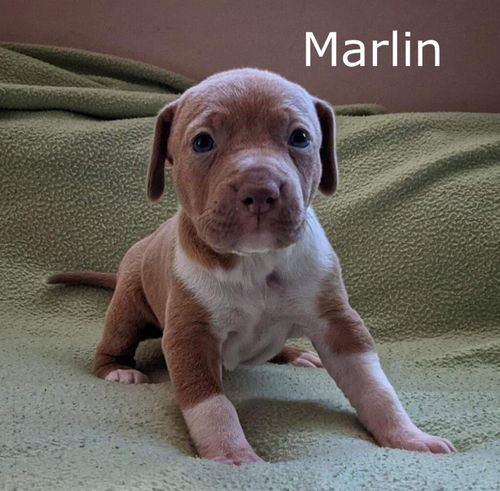 Harlee's Puppy Marlin