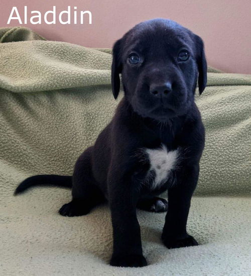 Harlee's Puppy Aladdin