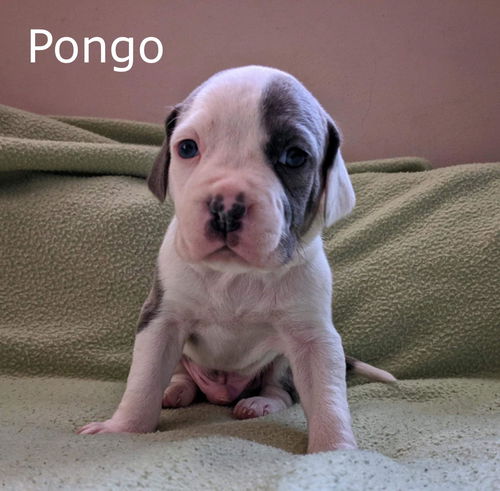 Harlee's Puppy Pongo