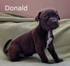 Harlee's Puppy Donald