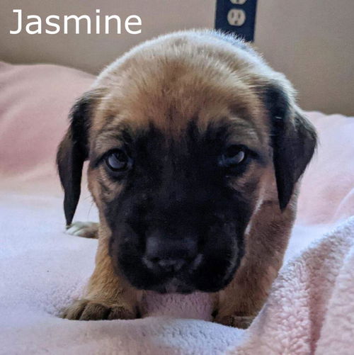 Harlee's Puppy Jasmine