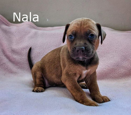 Harlee's Puppy Nala