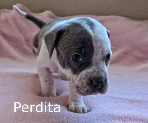 Harlee's Puppy Perdita