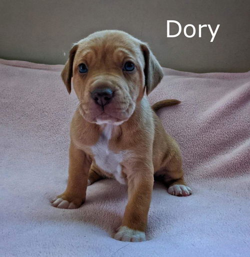 Harlee's Puppy Dory