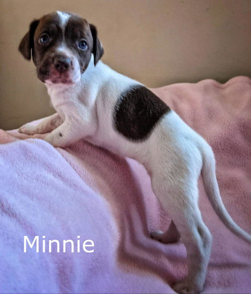 Harlee's Puppy Minnie