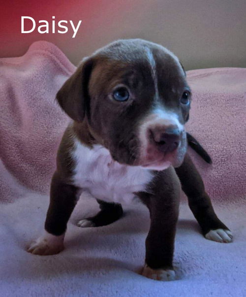 Harlee's Puppy Daisy