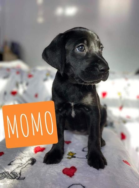 Sara's Puppy Momo