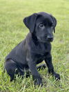 Sara's Puppy Puddles