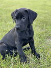 Sara's Puppy Puddles
