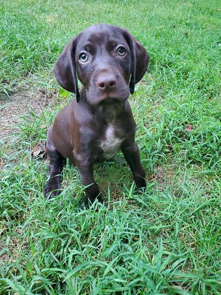 Luna's Puppy Splash