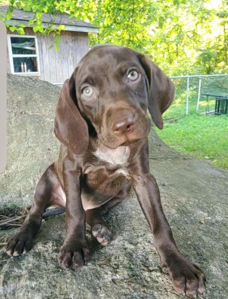 Luna's Puppy Sundae