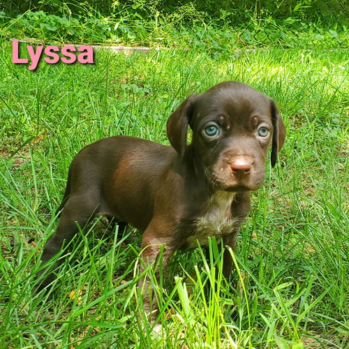 Luna's Puppy Lyssa