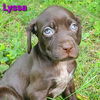 Luna's Puppy Lyssa