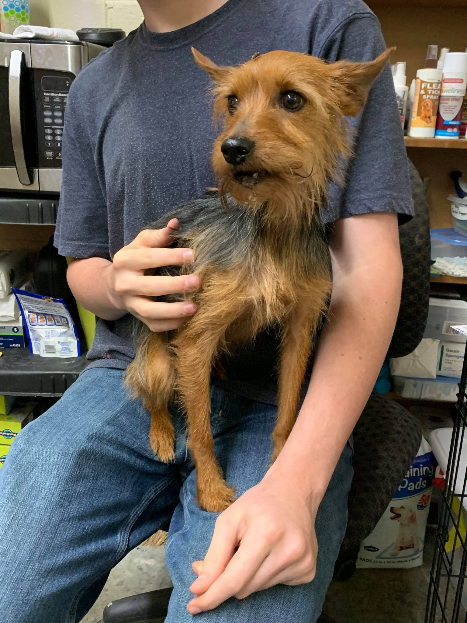 Irish terrier cheap yorkie mix