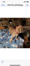 Puppy Louie