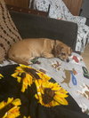 Lucy