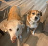 Darcy and Robbie