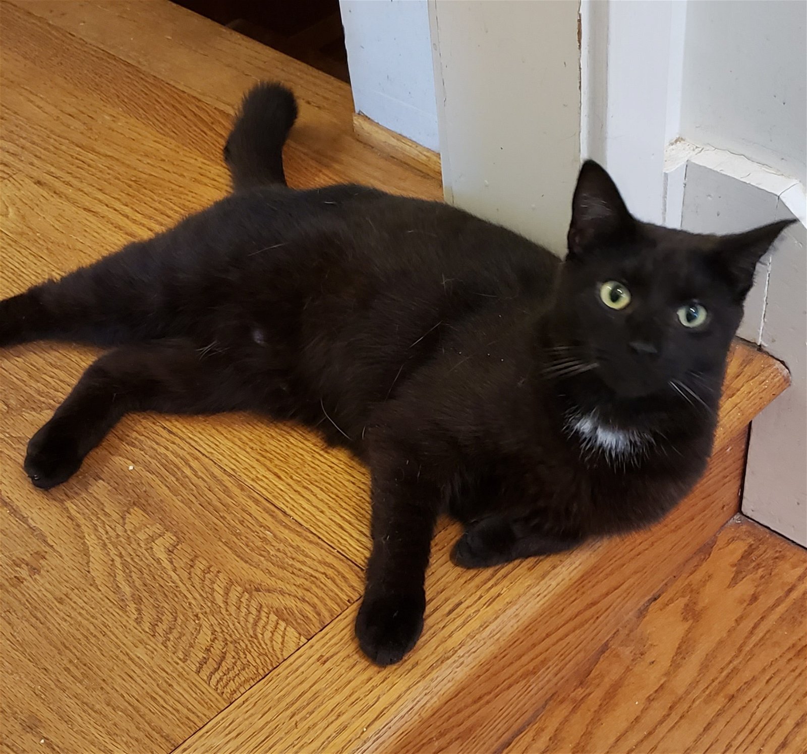 adoptable Cat in Westminster, MD named Roada
