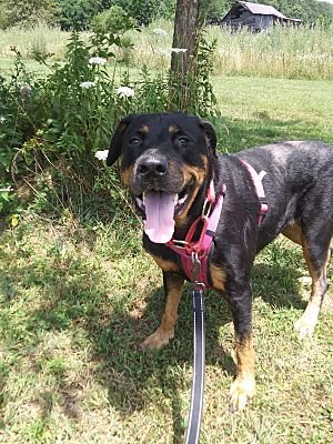 adoptable Dog in Westminster, MD named Rosa