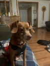 Dudley