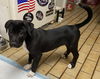 Puppy Astro