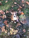 Puppy Ruby