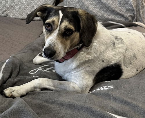 picture of the dog needing adoption