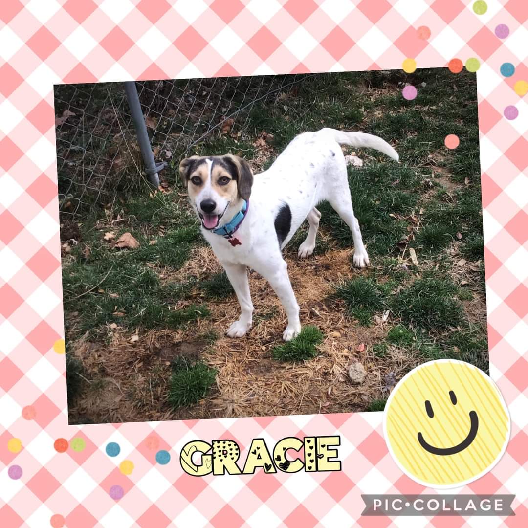 adoptable Dog in Westminster, MD named Gracie