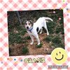 adoptable Dog in westminster, MD named Gracie
