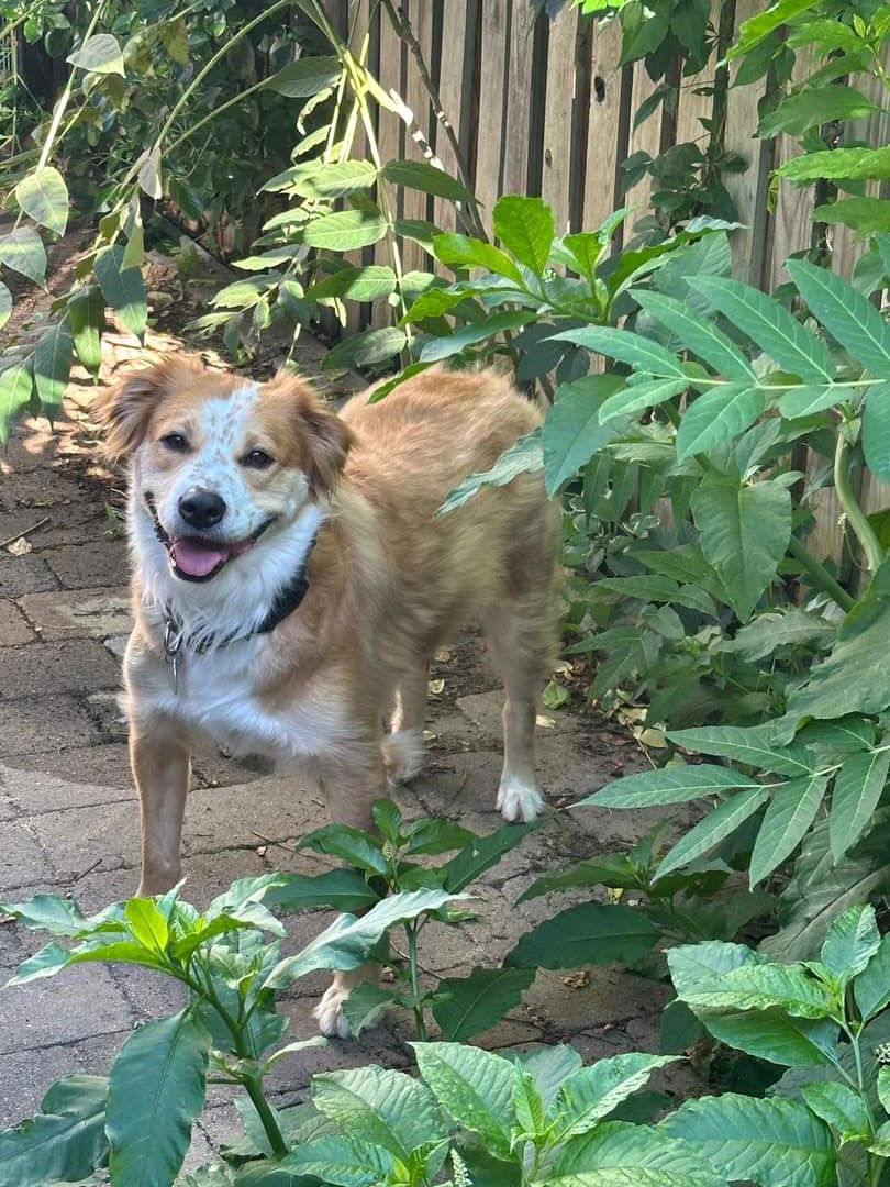 adoptable Dog in Westminster, MD named Meeka