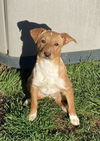 Puppy Cleo II