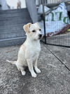 Puppy Ollie