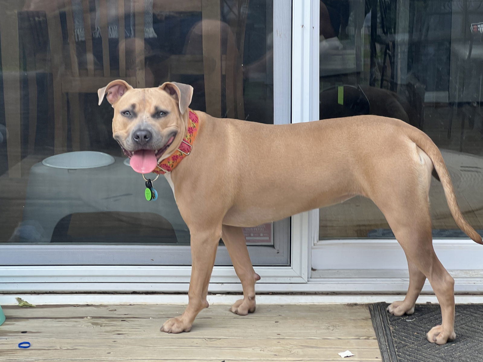 adoptable Dog in Westminster, MD named Lillie